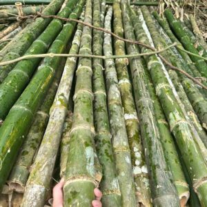 Cọc tre công trình