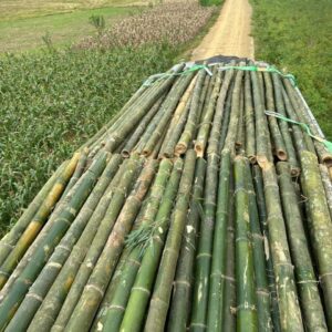 Cọc tre 4m gốc hàng chọn