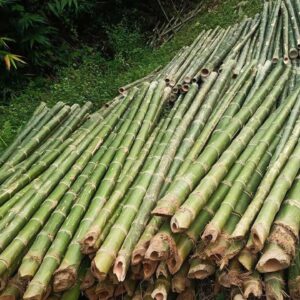 Cọc tre 3m gốc hàng chọn