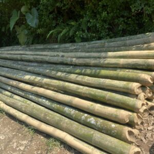 Cọc tre 4m gốc hàng chọn